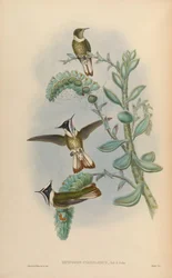 Oxypogon cyanolaemus = Oxypogon guerinii cyanolaemus